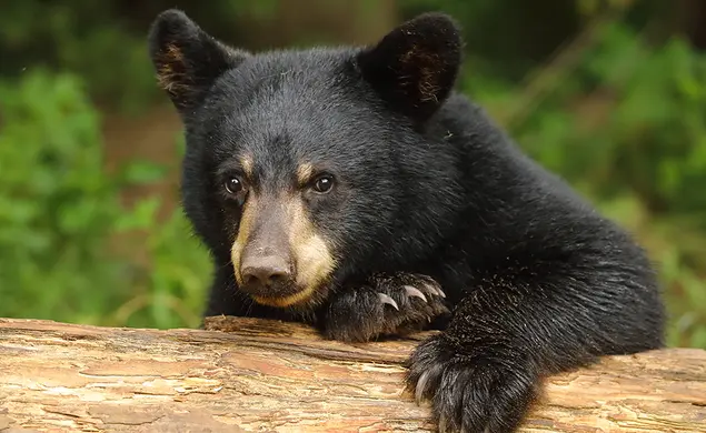 When Bear Meets Beer: A Q&A With the Black Bear at Reunions When Bear Meets Beer: A Q&A With the Black Bear at Reunions